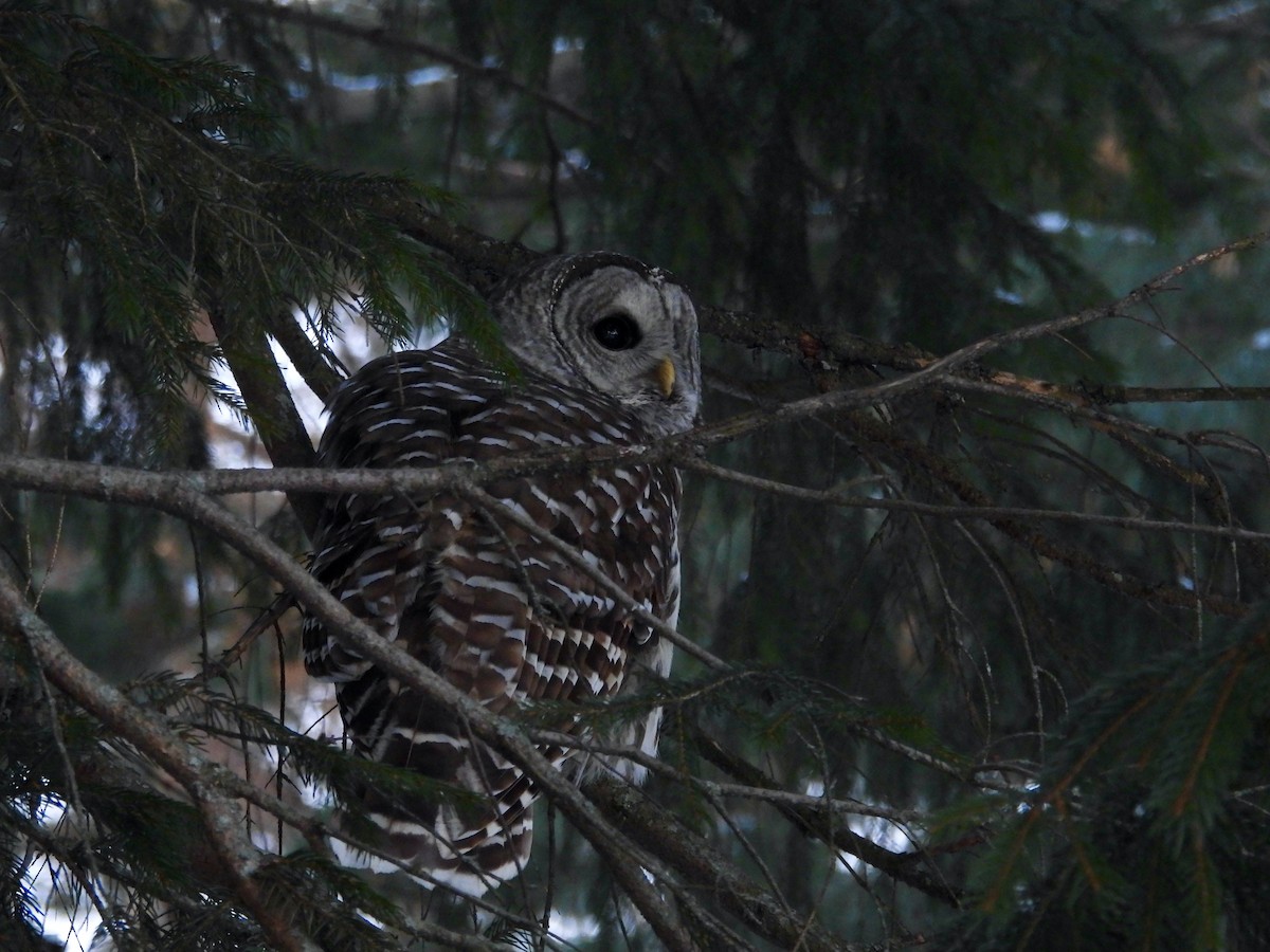 Barred Owl - ML646683582