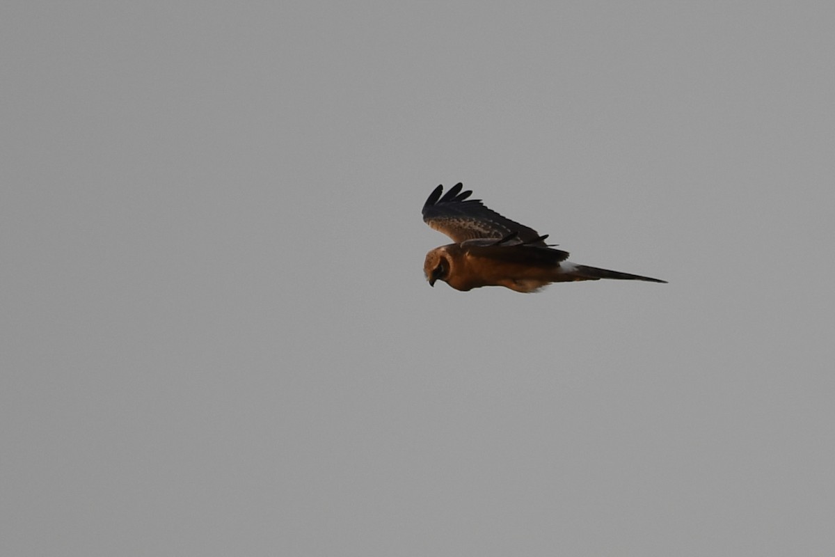 Pallid Harrier - ML646683583