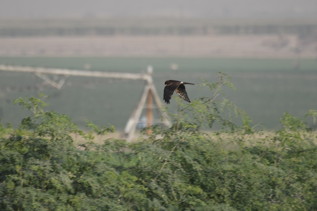 Pallid Harrier - ML646683584