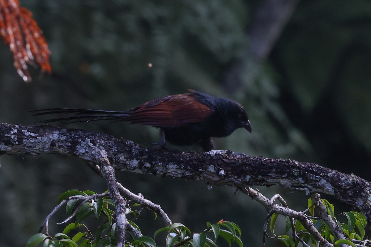 Malagasy Coucal - ML646683585