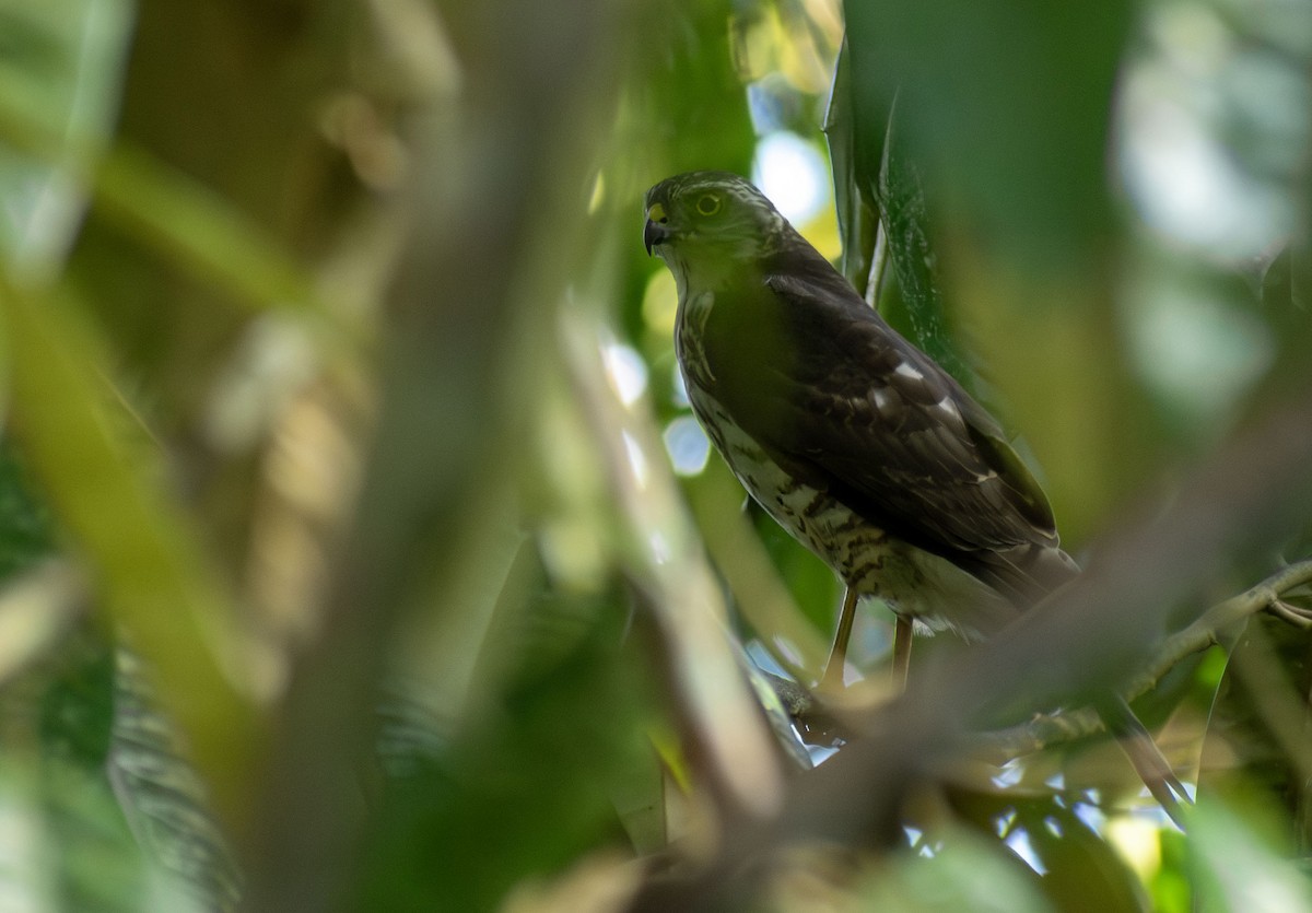Japanese Sparrowhawk - ML646683586