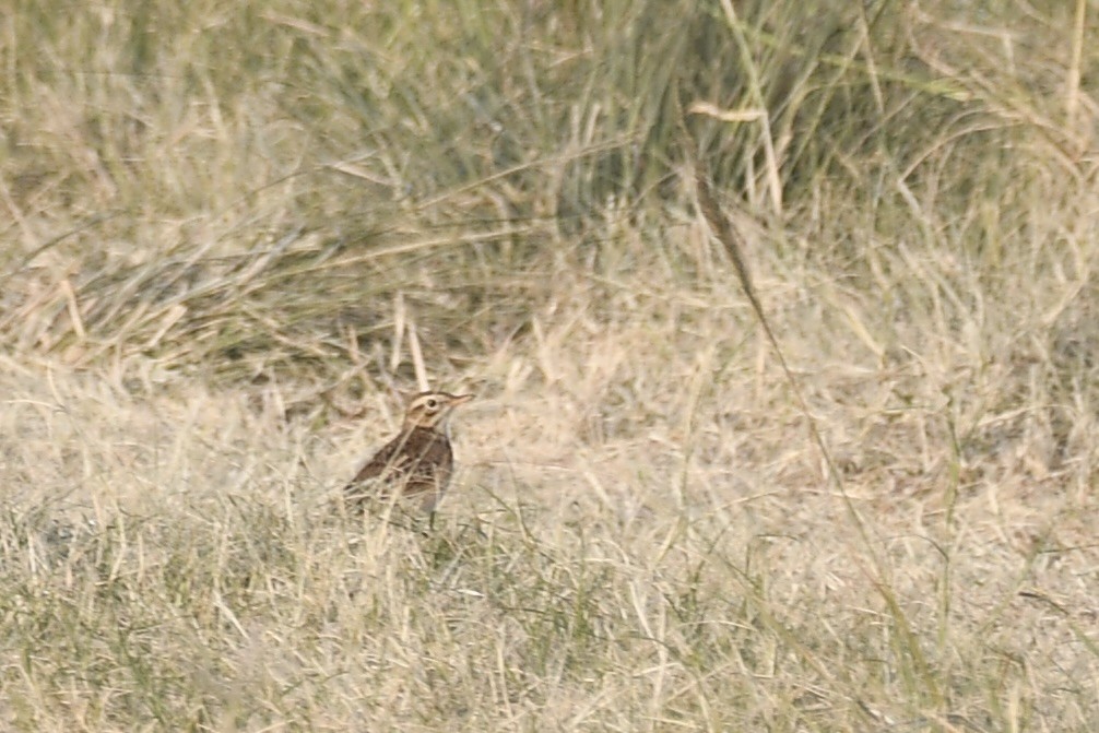 Richard's Pipit - ML646683587