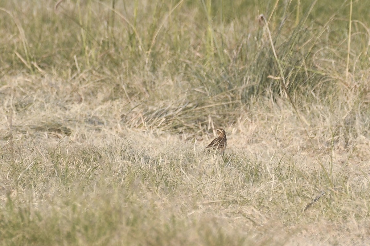 Richard's Pipit - ML646683588