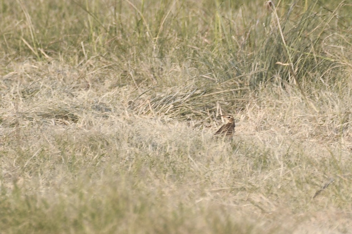 Richard's Pipit - ML646683589
