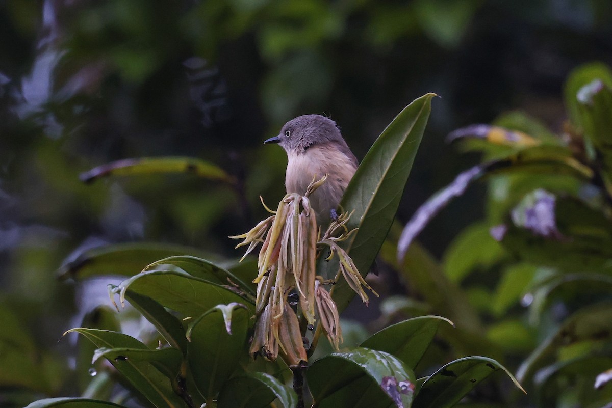 Common Newtonia - ML646683590