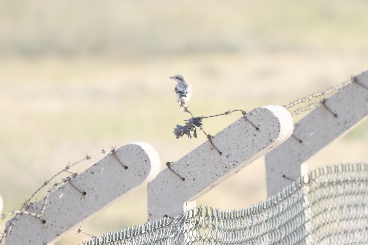 Great Gray Shrike - ML646683592
