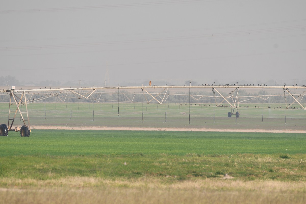 Greater Spotted Eagle - ML646683593