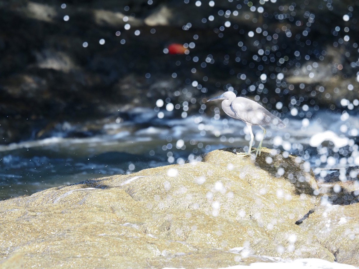 Pacific Reef-Heron - ML646683598