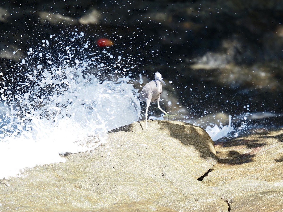 Pacific Reef-Heron - ML646683599