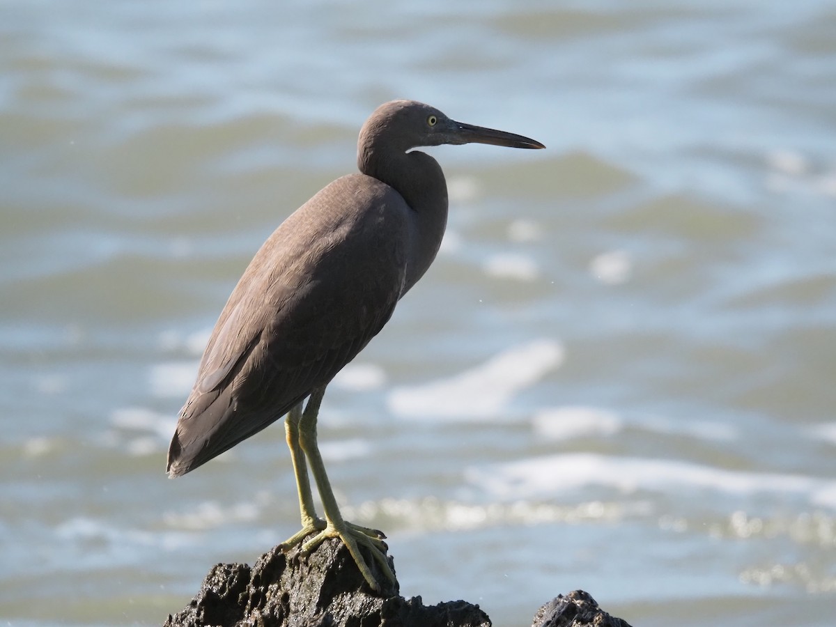 Pacific Reef-Heron - ML646683600