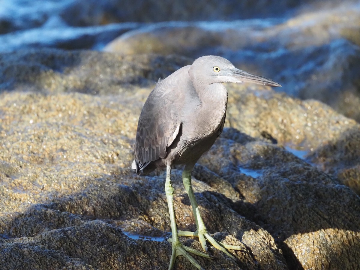Pacific Reef-Heron - ML646683601