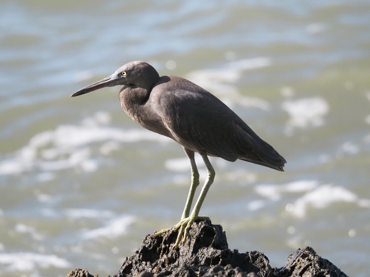 Pacific Reef-Heron - ML646683602