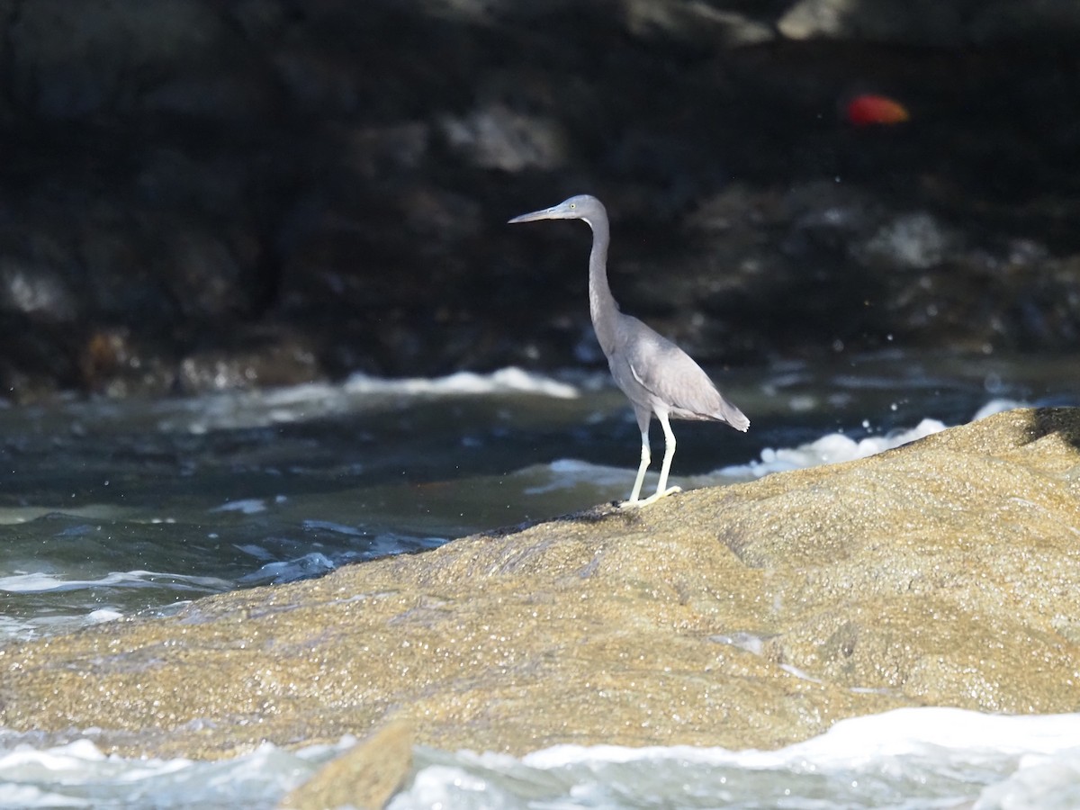 Pacific Reef-Heron - ML646683603