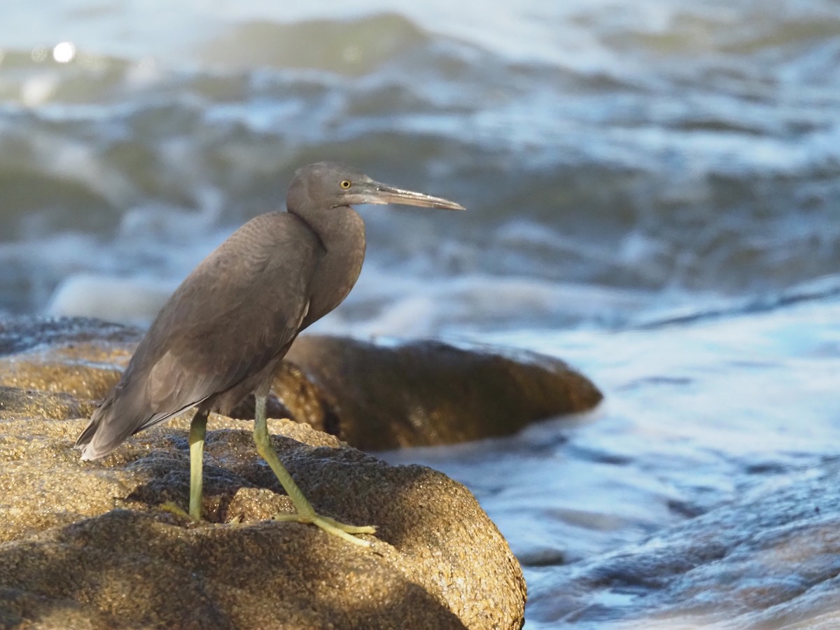 Pacific Reef-Heron - ML646683604