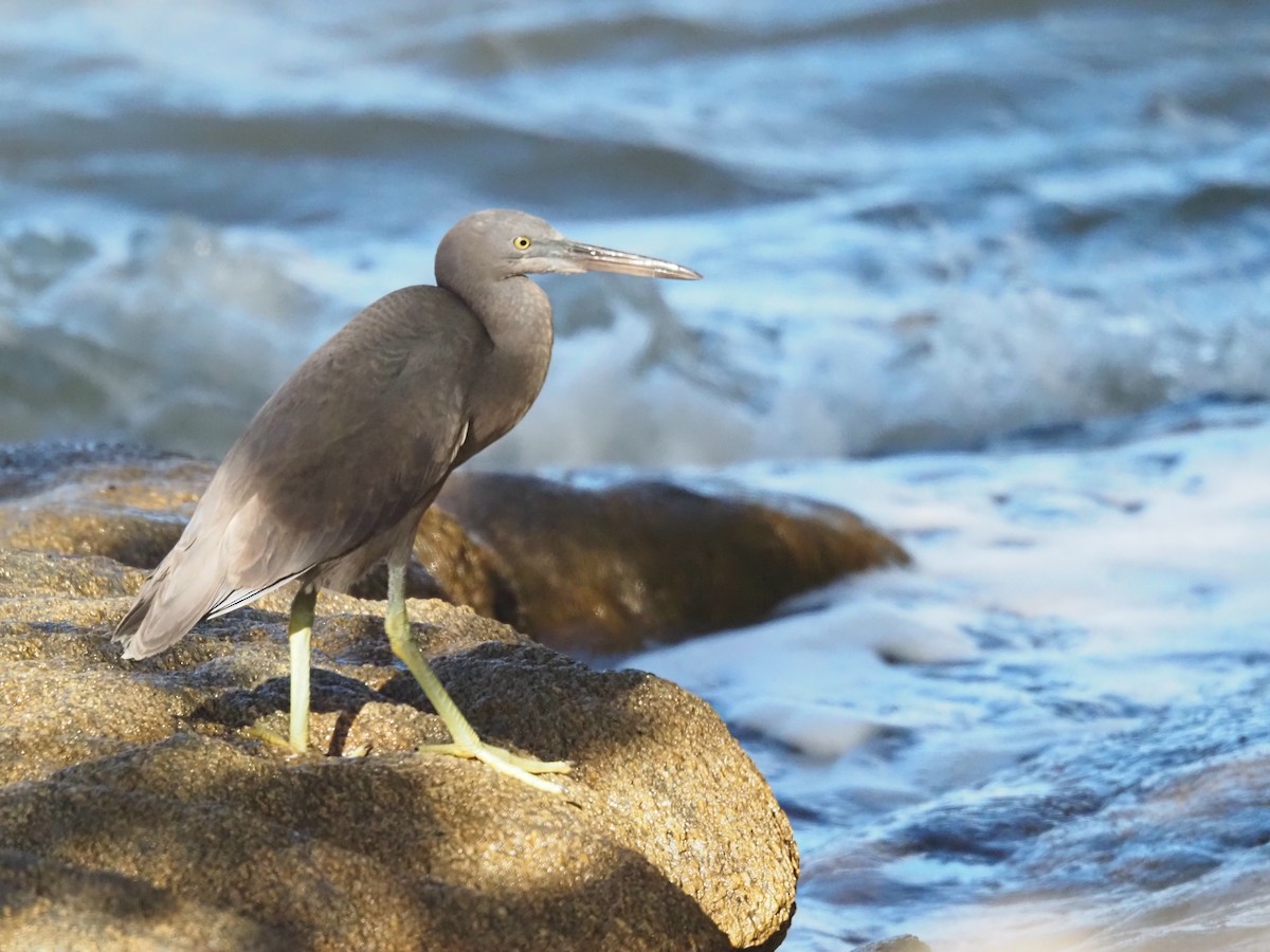 Pacific Reef-Heron - ML646683605