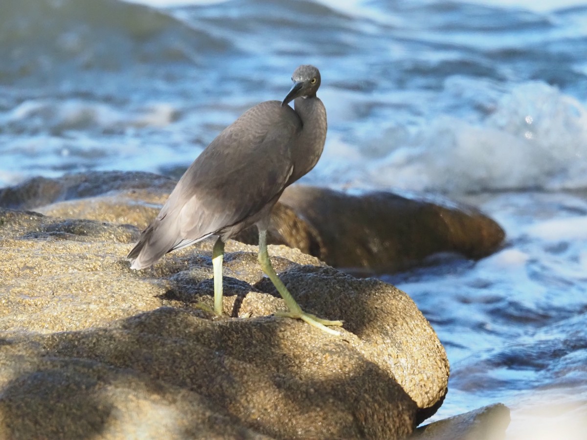 Pacific Reef-Heron - ML646683606