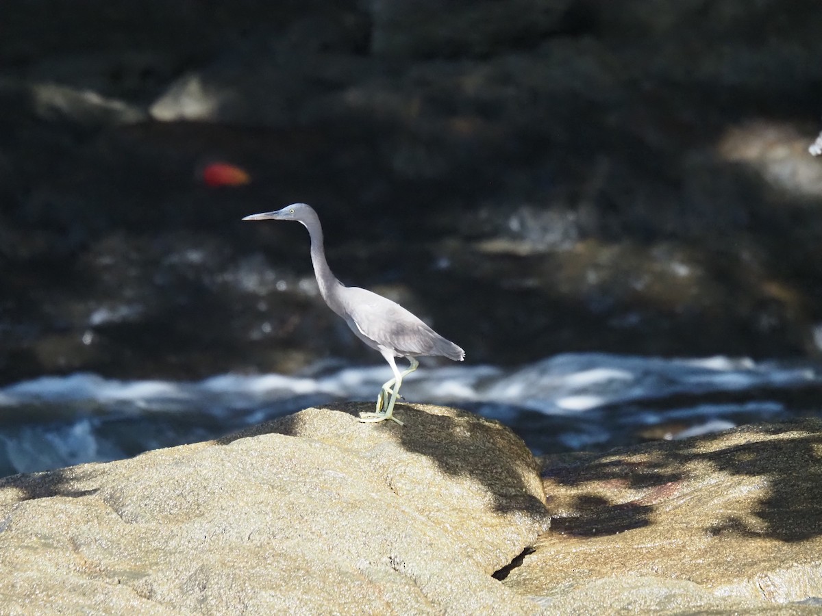 Pacific Reef-Heron - ML646683607