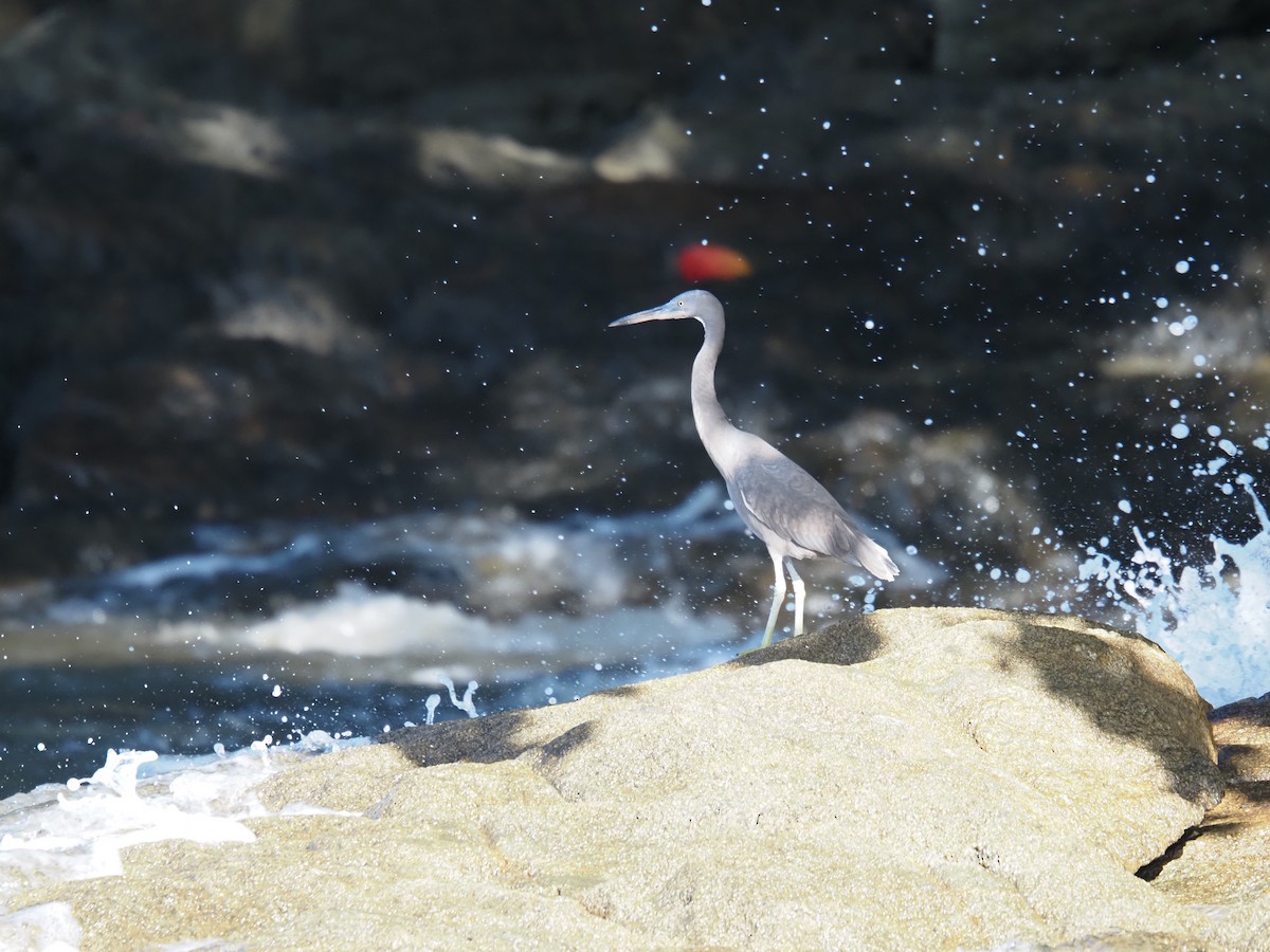 Pacific Reef-Heron - ML646683608