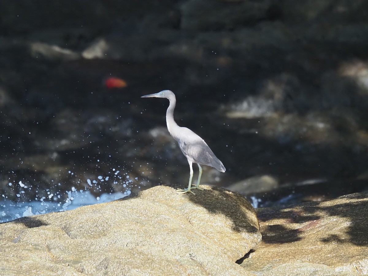 Pacific Reef-Heron - ML646683609