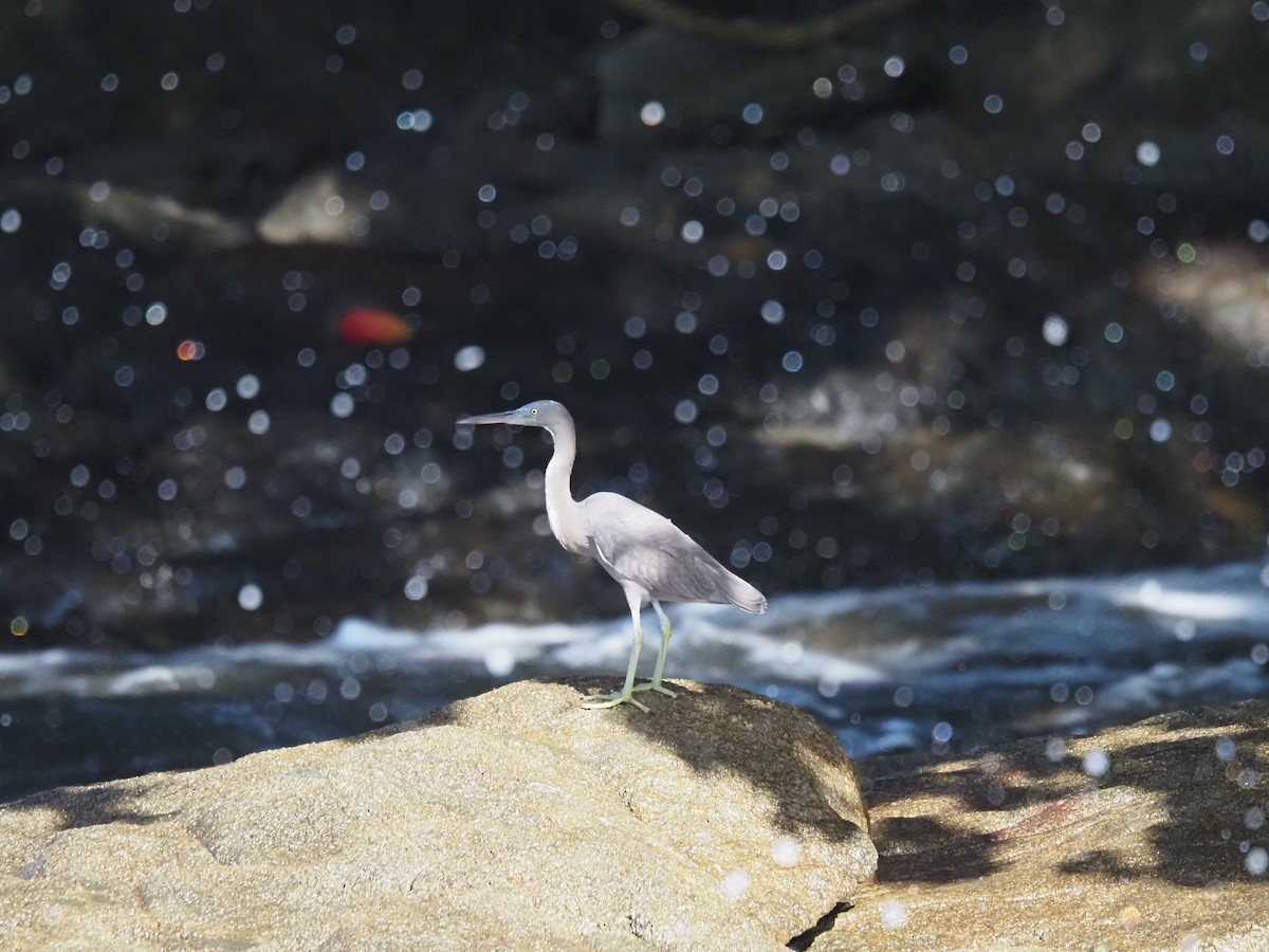 Pacific Reef-Heron - ML646683610