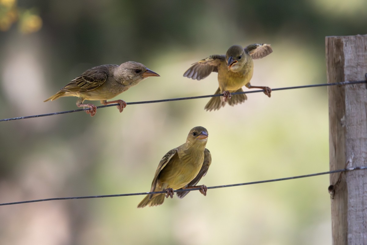 Cape Weaver - ML646683612