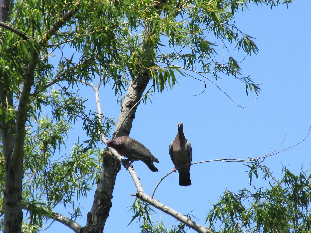 Picazuro Pigeon - ML646683613