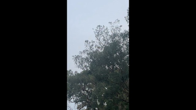 papouškovec nádherný - ML646683617