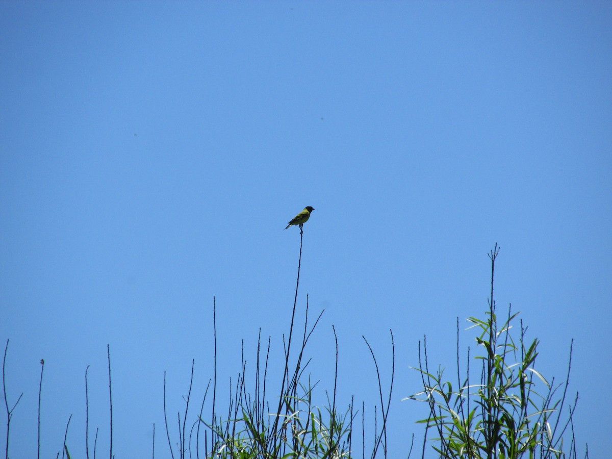 Hooded Siskin - ML646683619