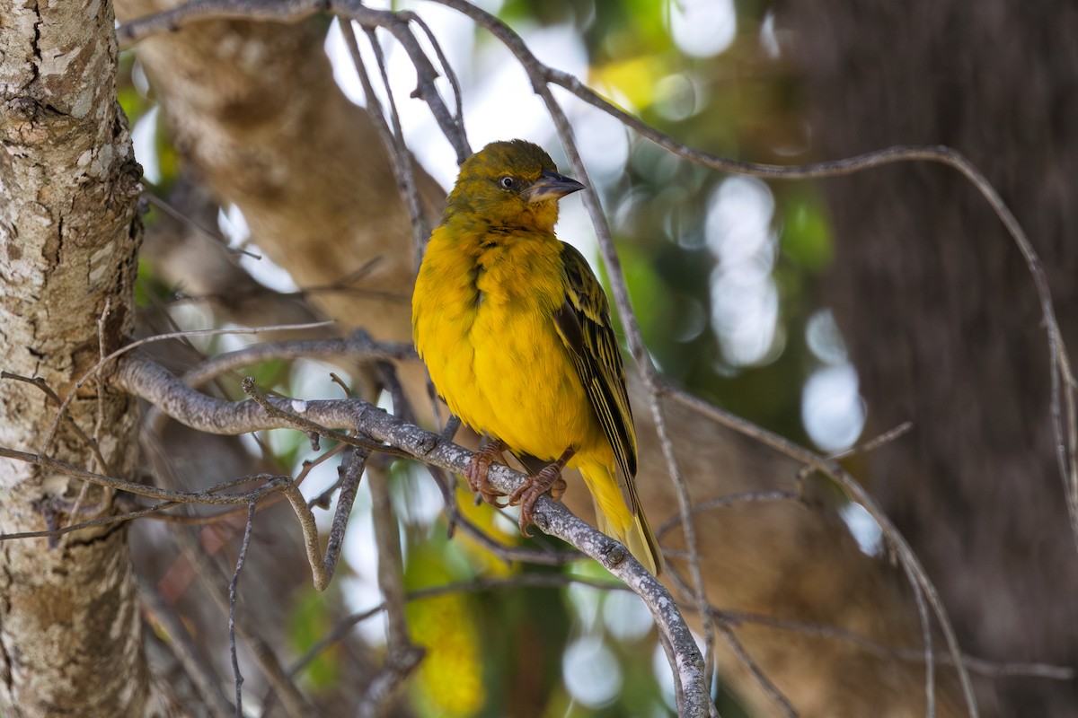 Cape Weaver - ML646683620