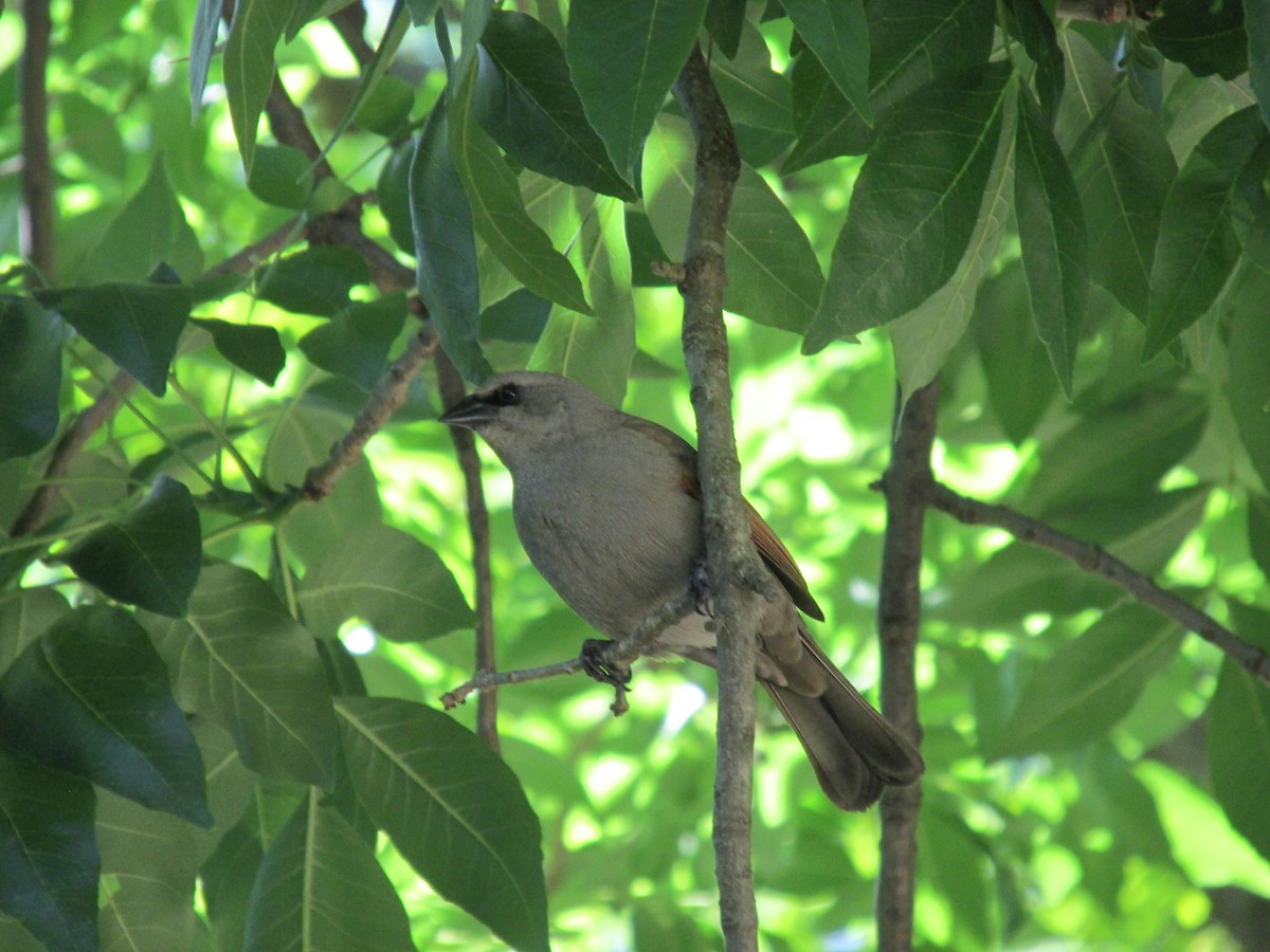 Grayish Baywing - ML646683621