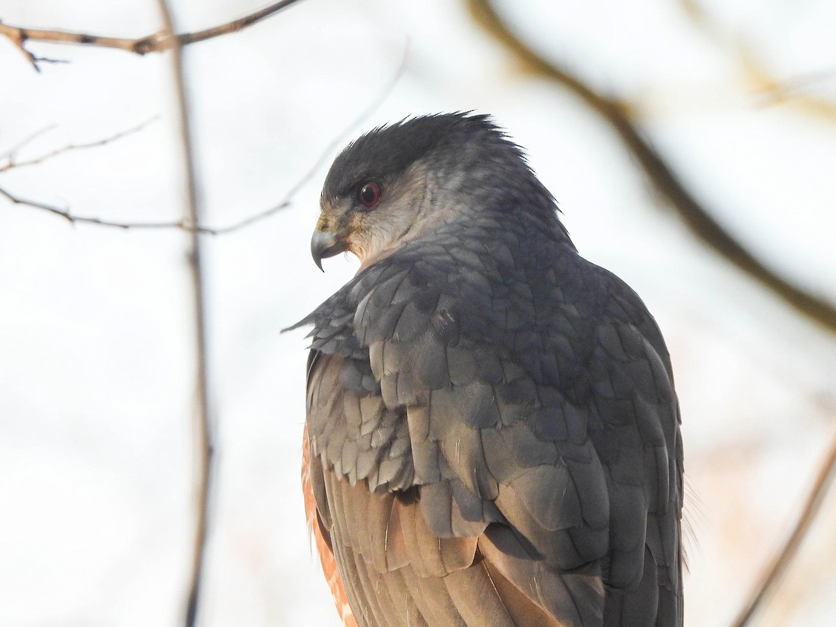 Cooper's Hawk - ML646683626