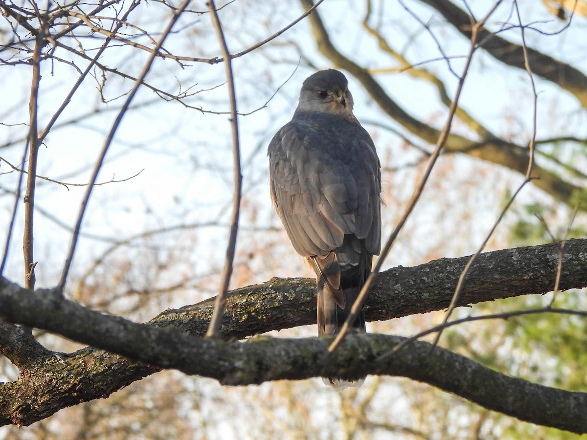 Cooper's Hawk - ML646683627