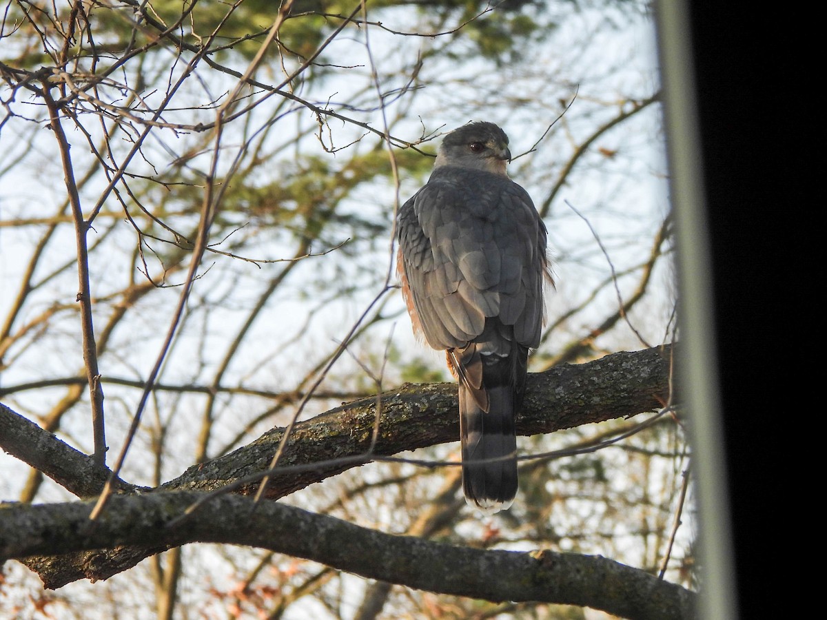 Cooper's Hawk - ML646683628