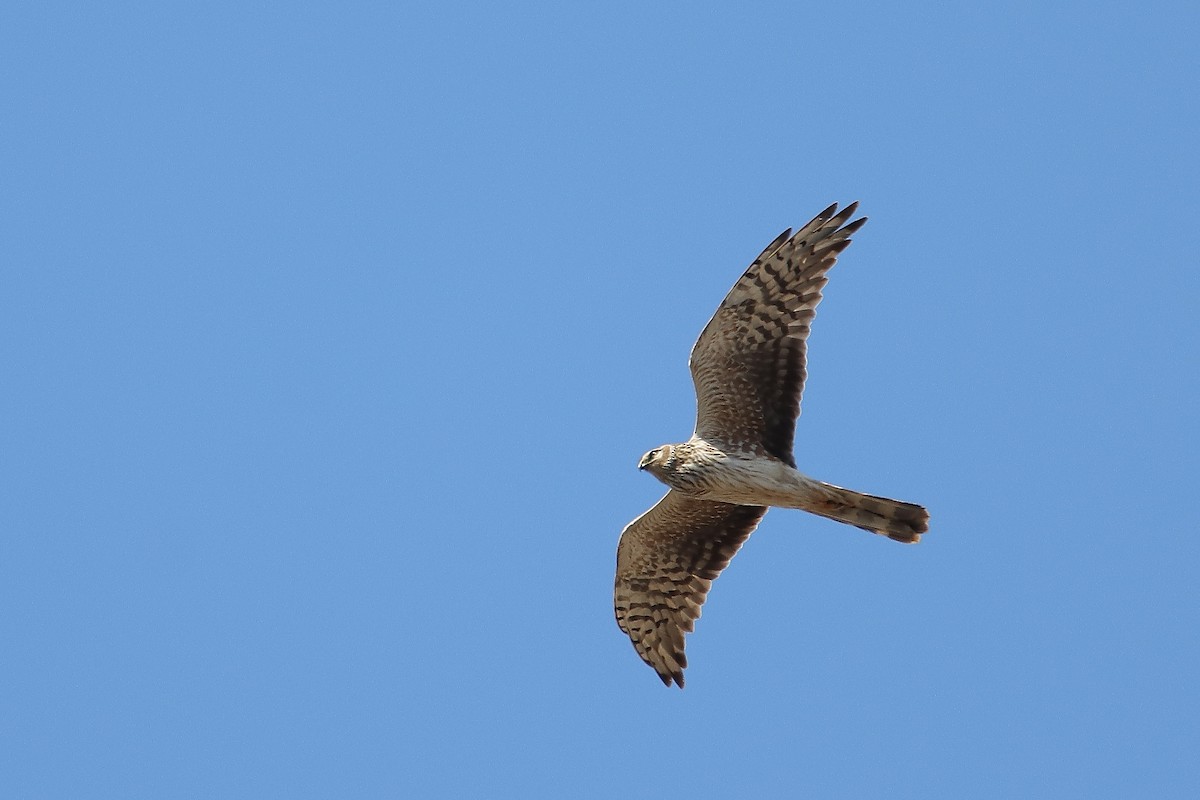Pallid Harrier - ML646683631