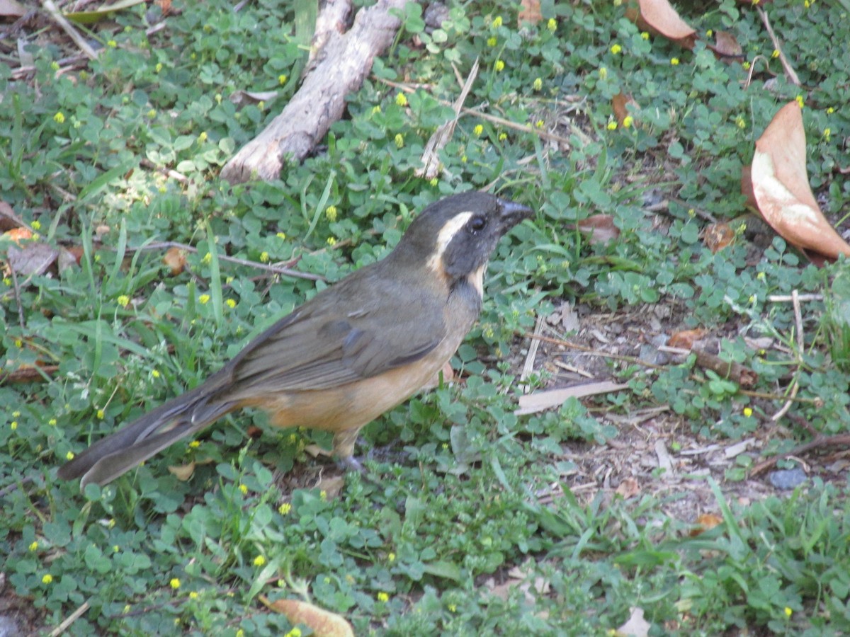 Зернолуск зеленокрилий - ML646683638