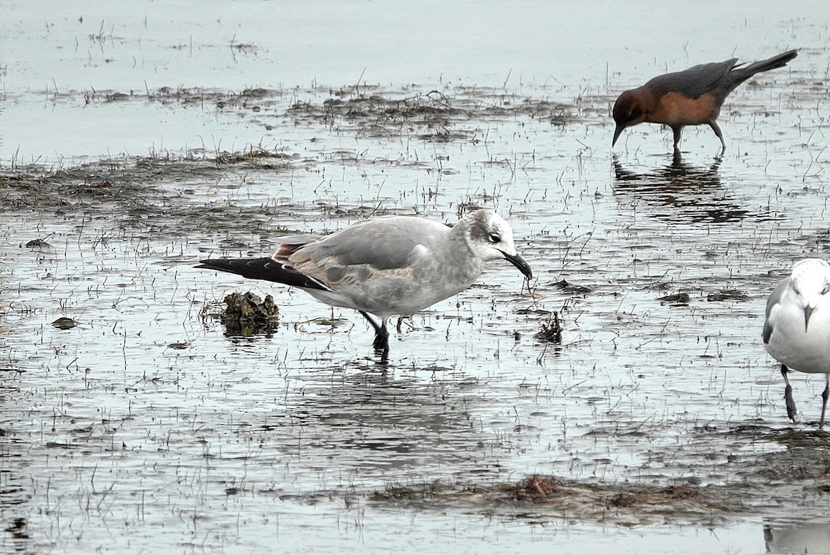 Laughing Gull - ML646683640