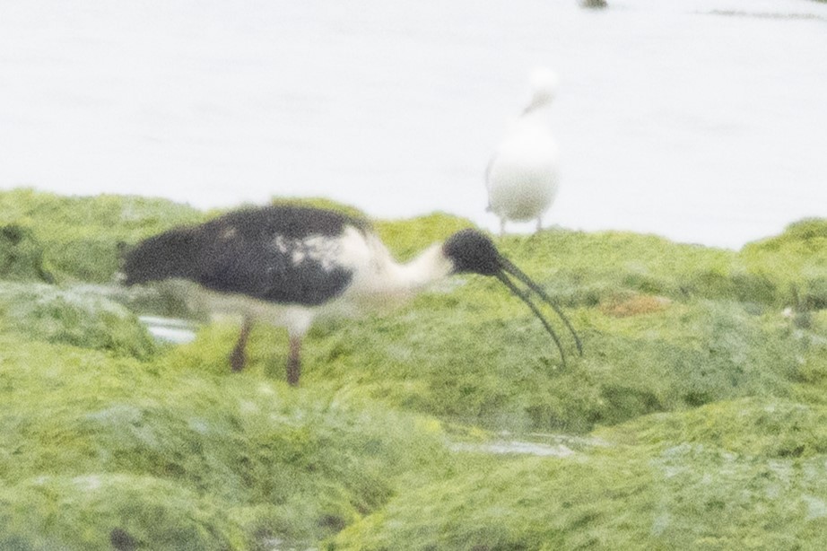 Australian x Straw-necked Ibis (hybrid) - ML646683655