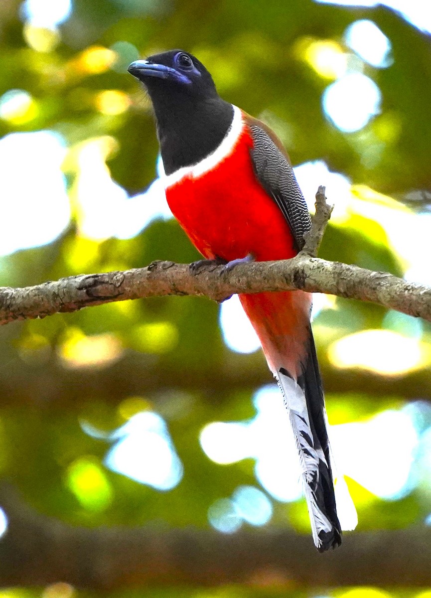 Malabar Trogon - ML646683658