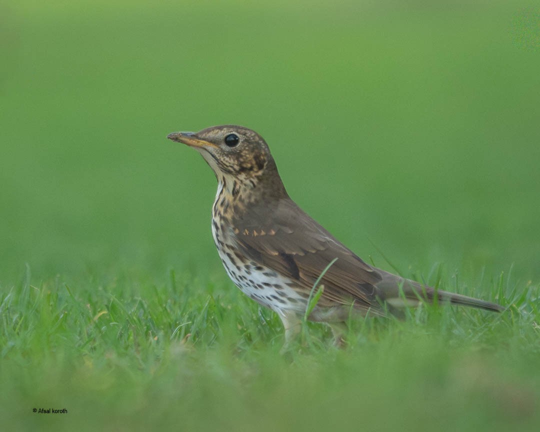 Song Thrush - ML646683669
