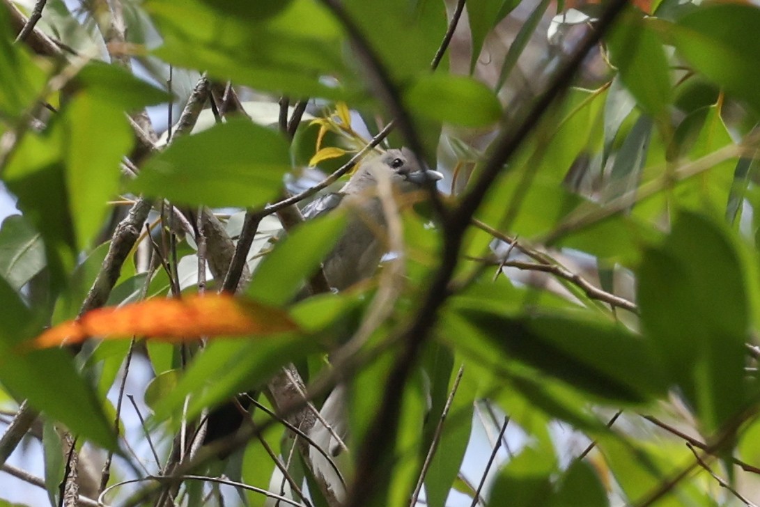 White-headed Vanga - ML646683674