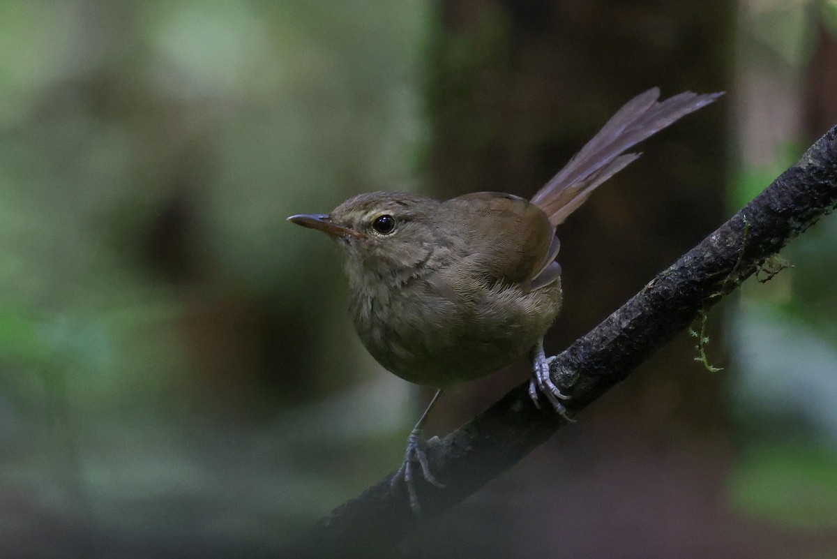 Malagasy Brush-Warbler (Malagasy) - ML646683675