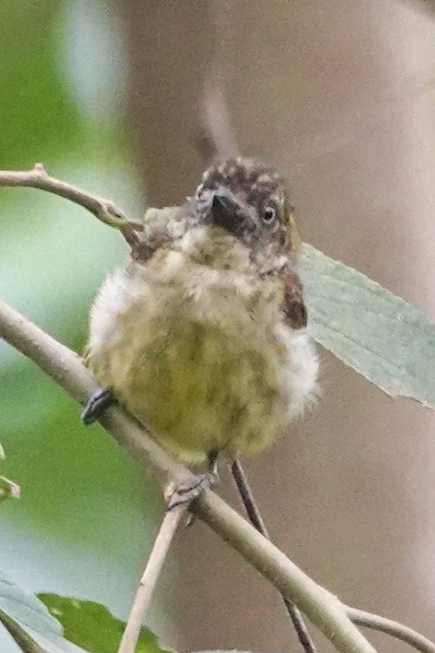 Barbudito Escolopáceo - ML646683676