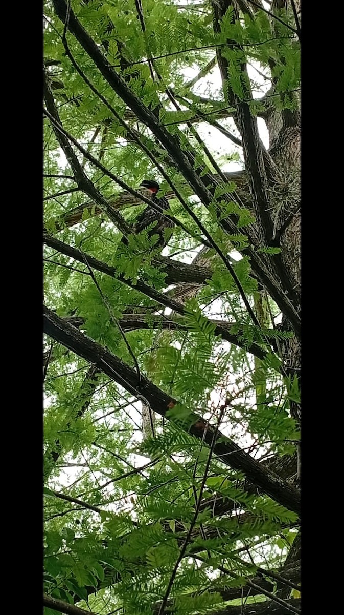 Dusky-legged Guan - ML646683677