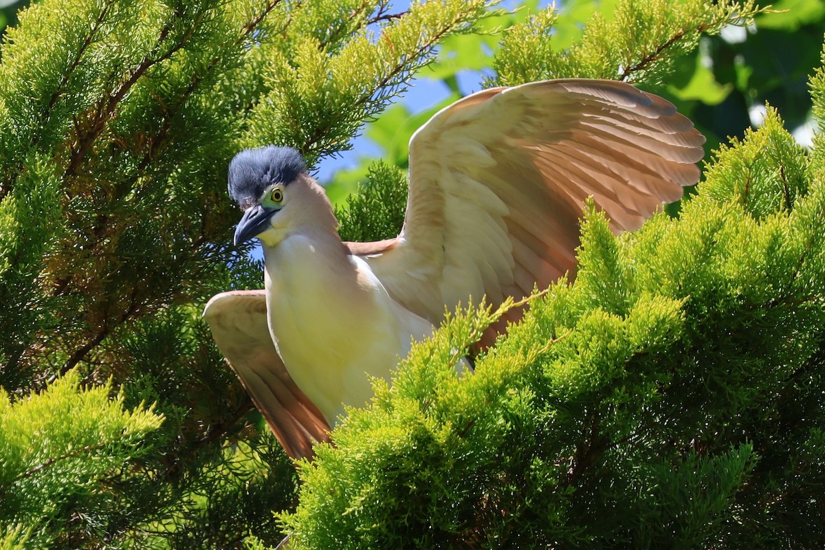 kvakoš rezavý - ML646683690