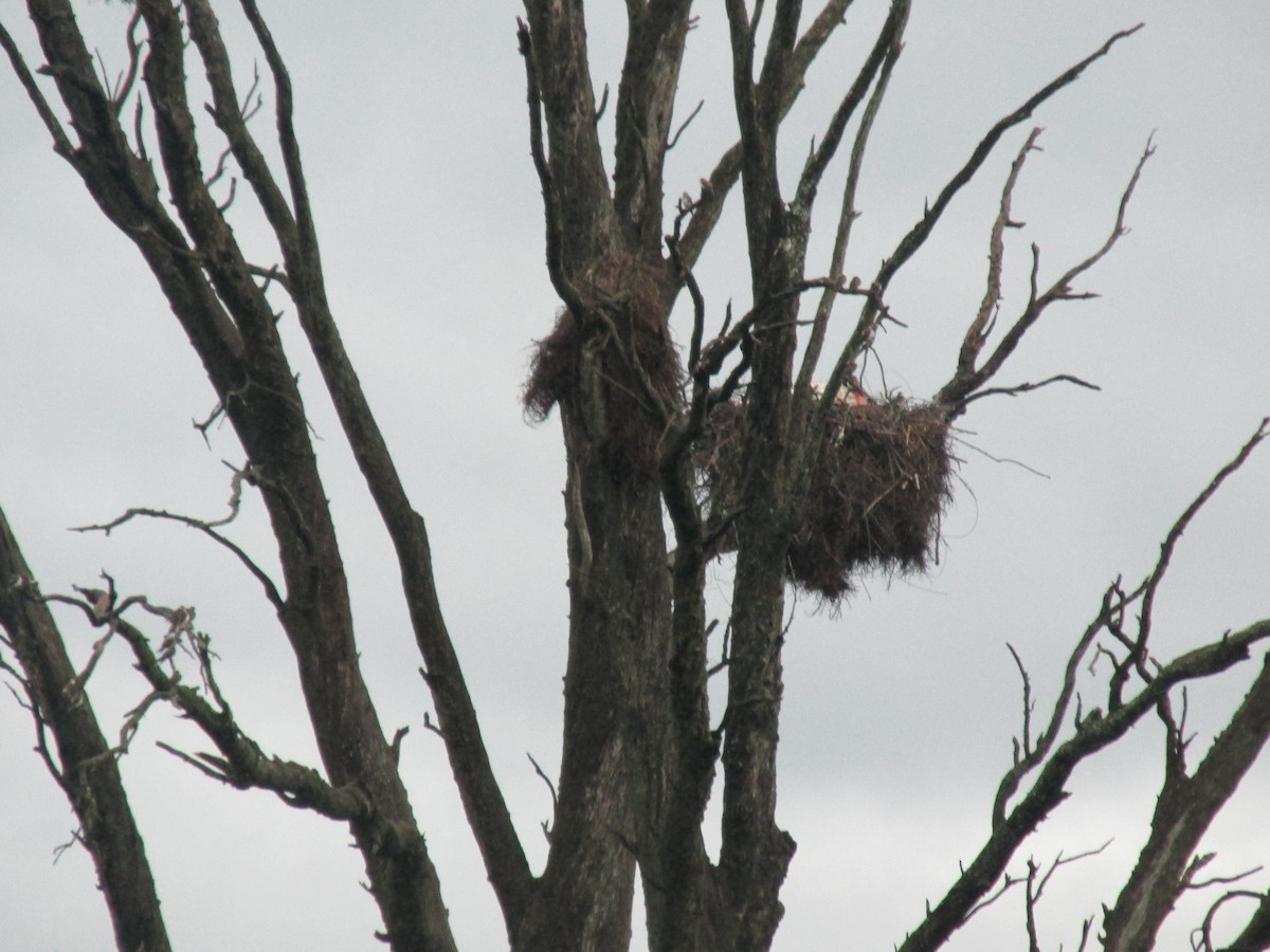 Jabiru - ML646683700