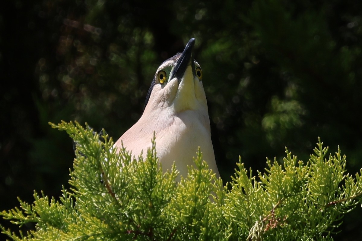 kvakoš rezavý - ML646683701