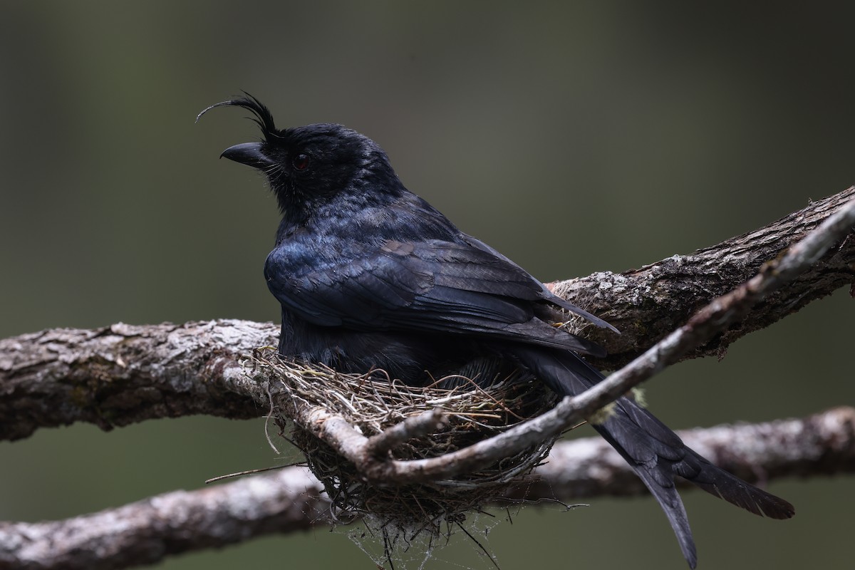 Crested Drongo (Madagascar) - ML646683707