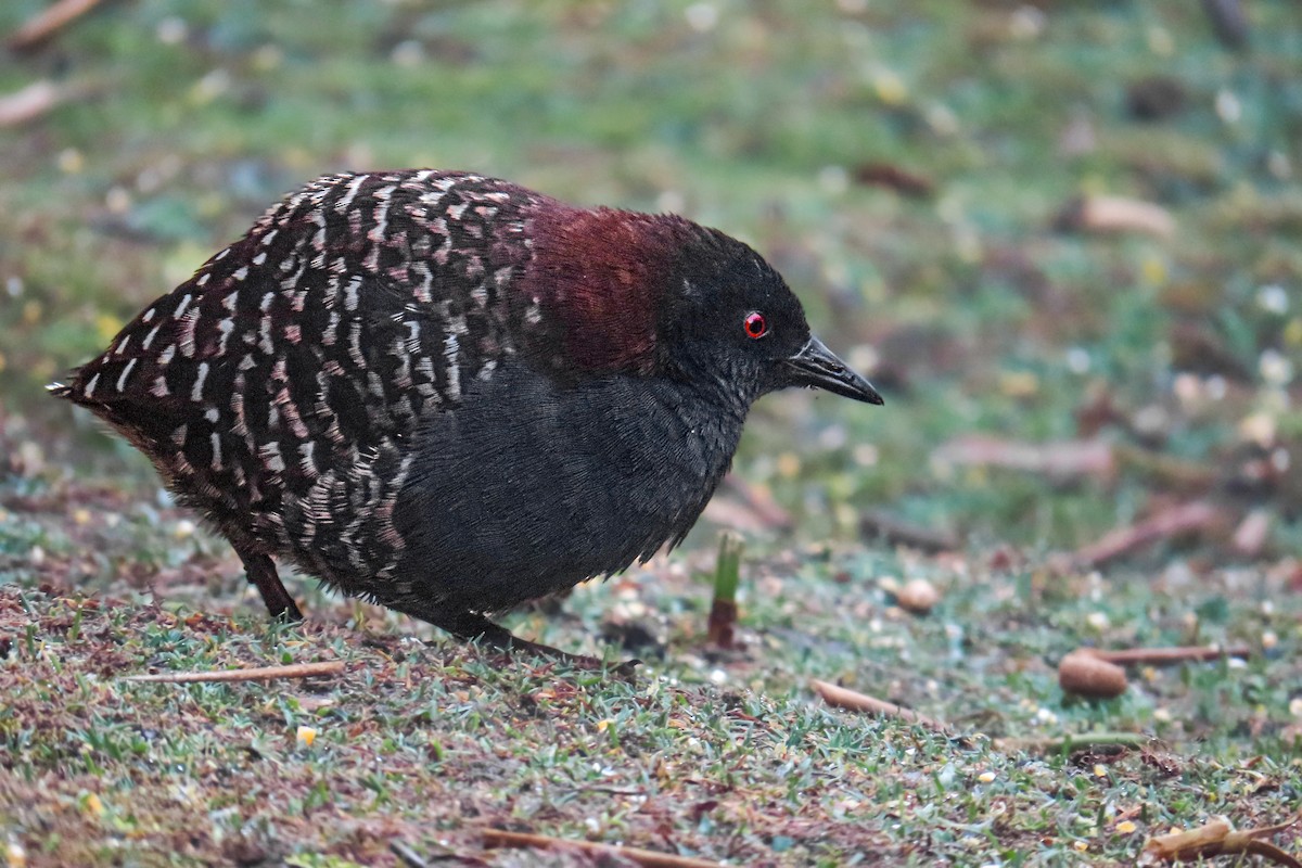 Black Rail (Junin) - ML646683708