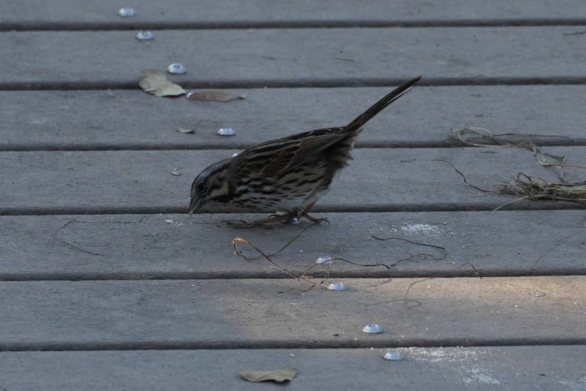 Chingolo Cantor - ML646683711