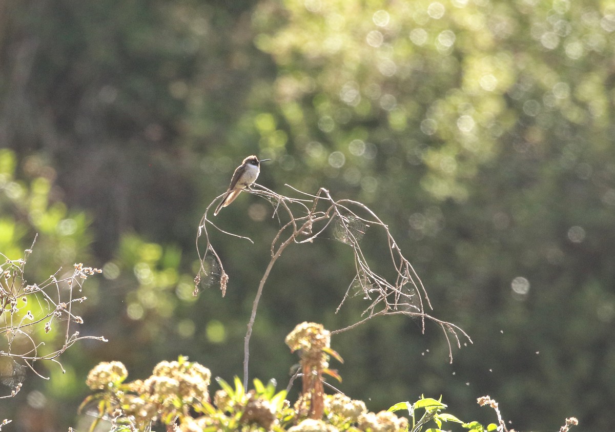 Bearded Mountaineer - ML646683712